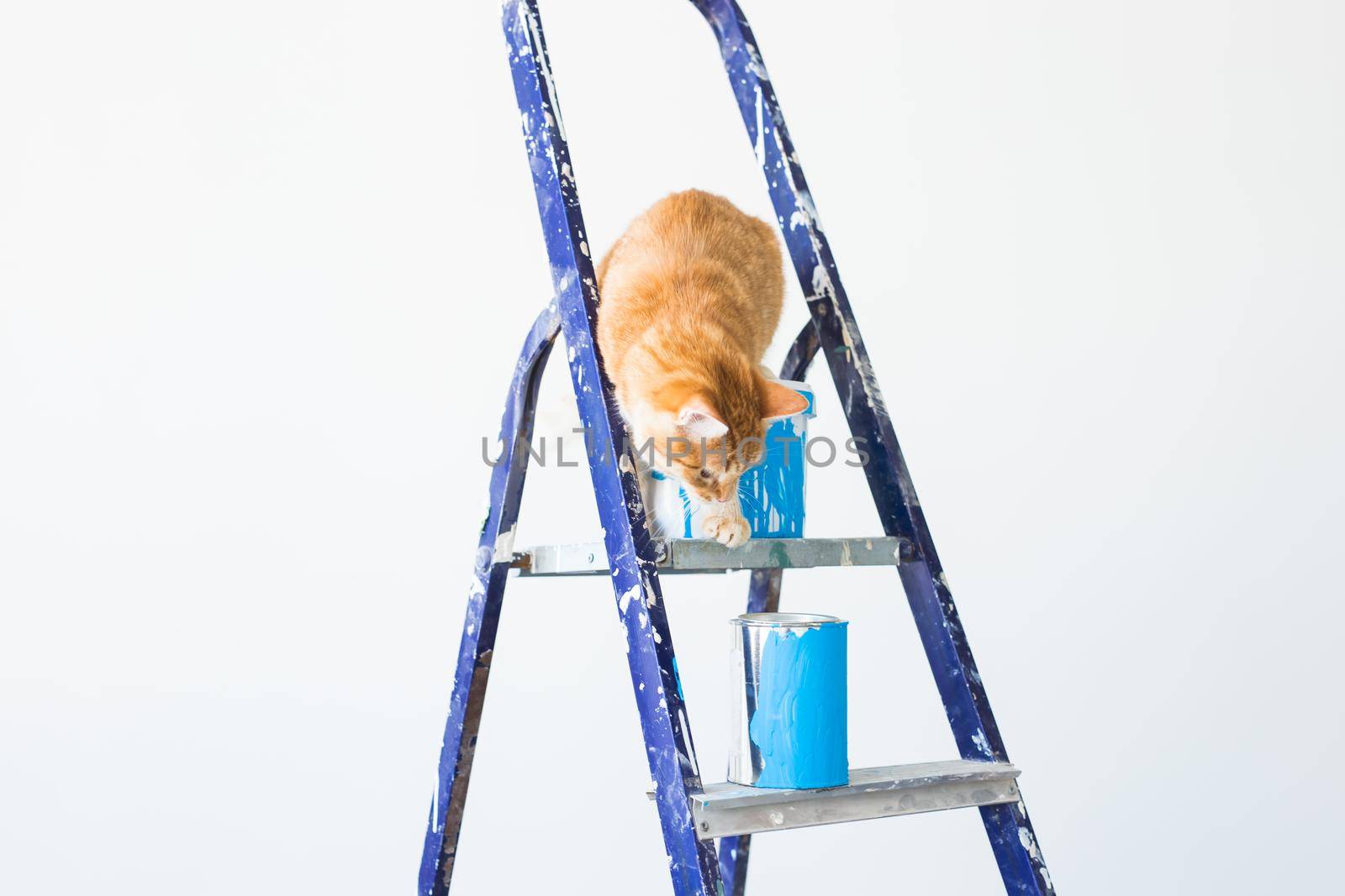 Repair, painting the walls, the cat sits on the stepladder. Funny picture.