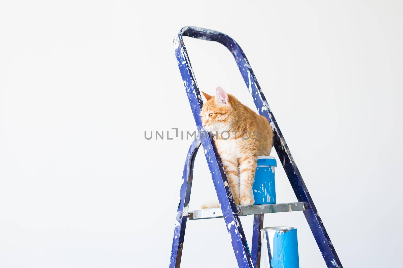 Repair, painting the walls, the cat sits on the stepladder. Funny picture.