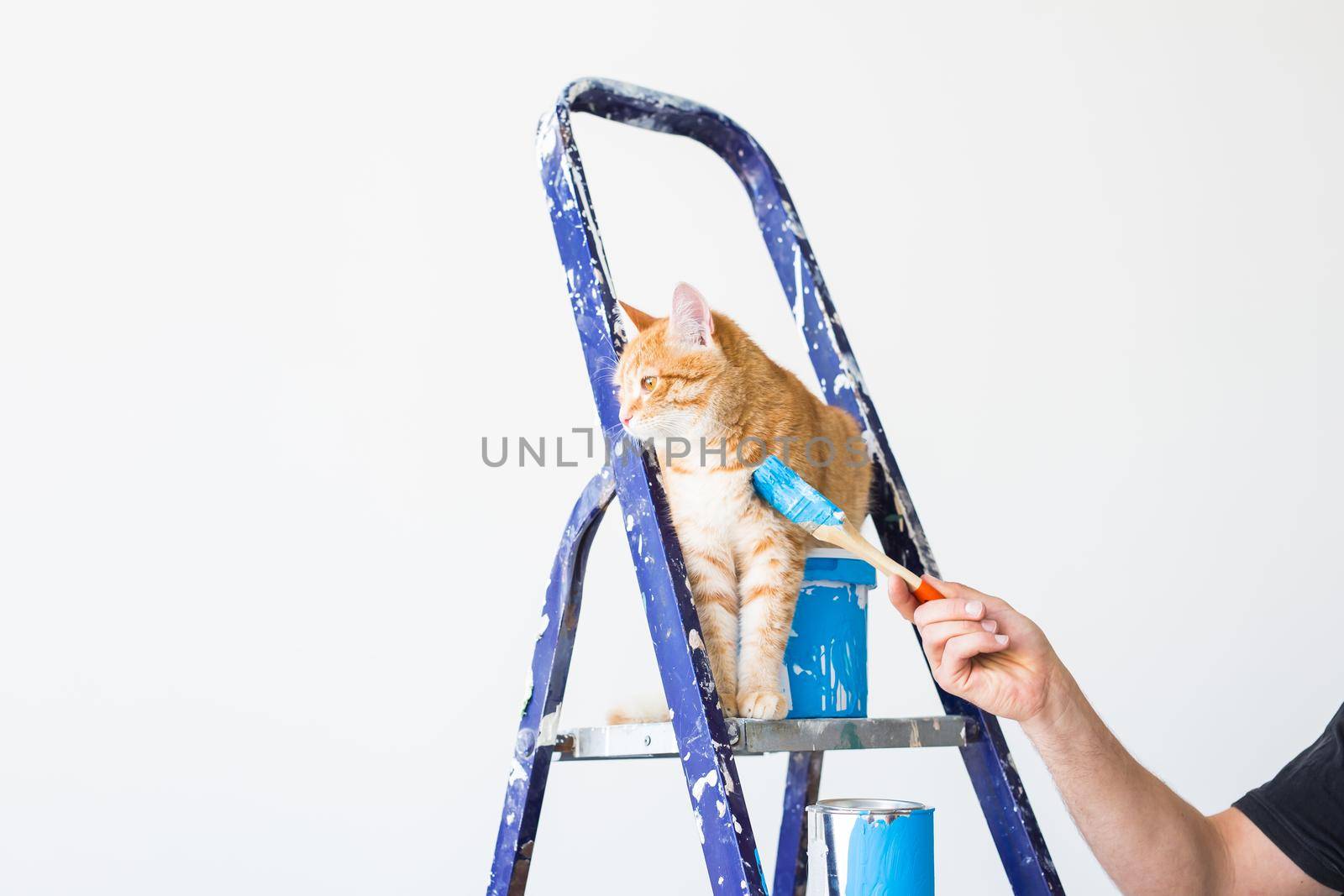 Repair, painting the walls, the cat sits on the stepladder. Funny picture.