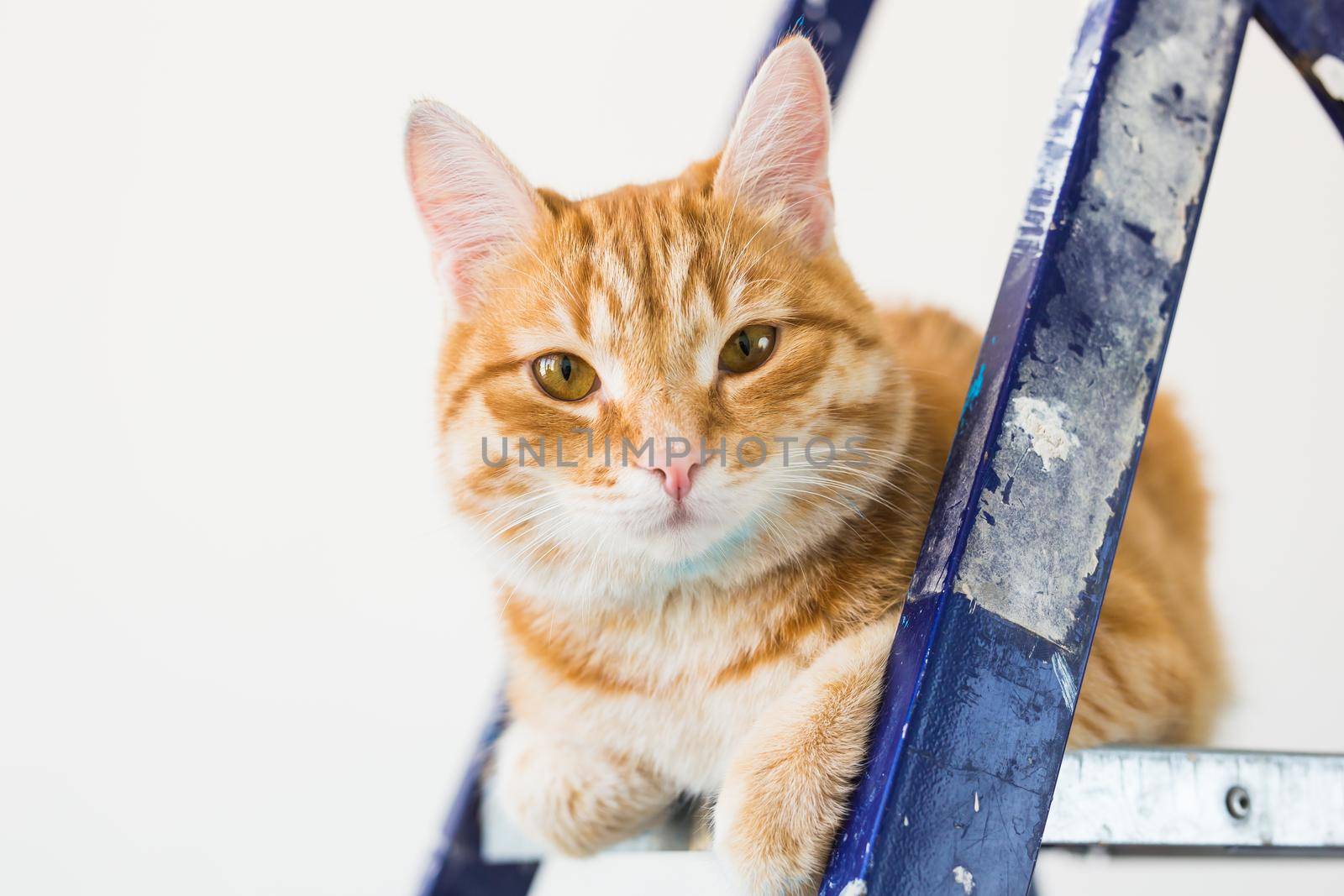 Repair, painting the walls, the cat sits on the stepladder. Funny picture.