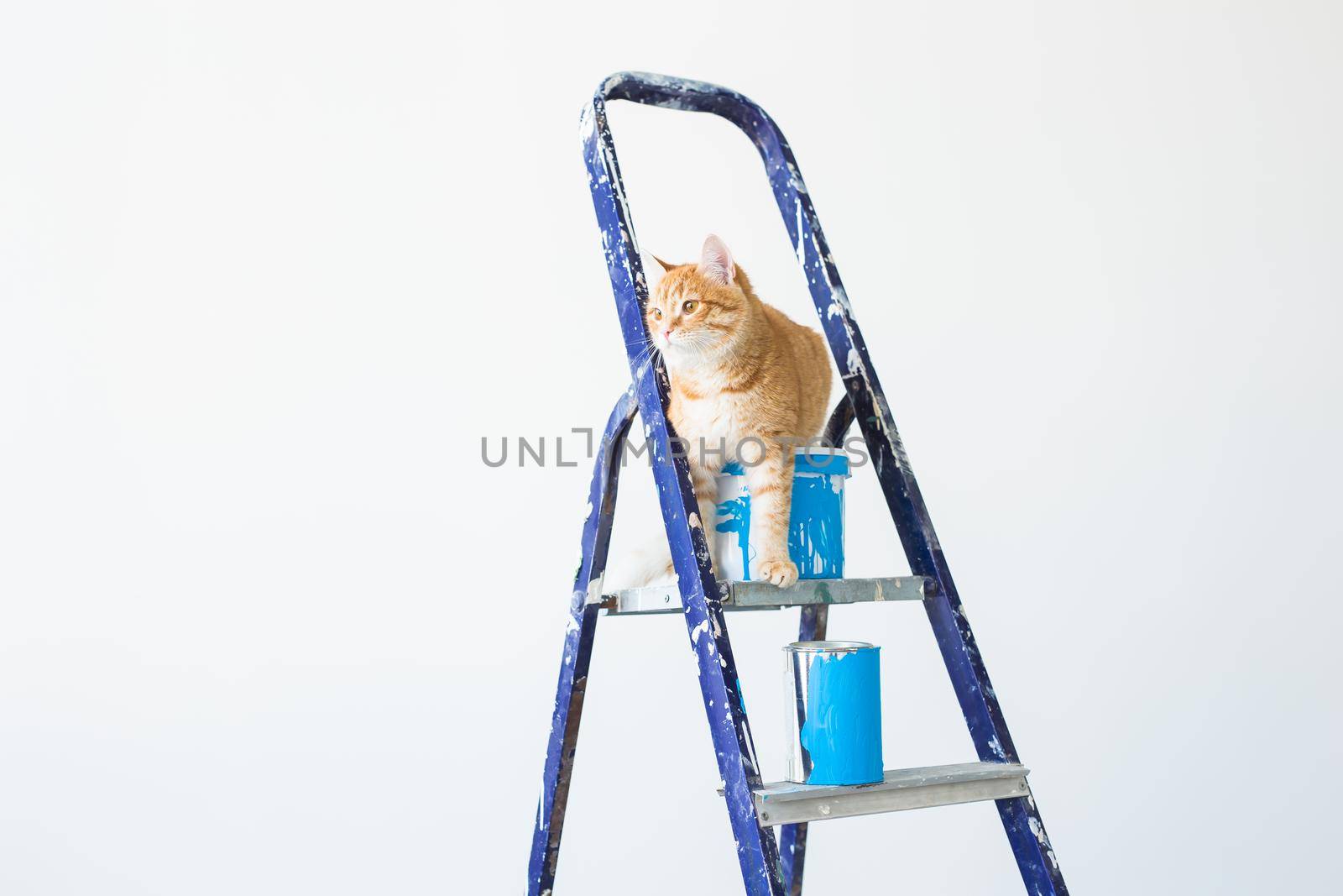 Repair, painting the walls, the cat sits on the stepladder. Funny picture with copy space by Satura86