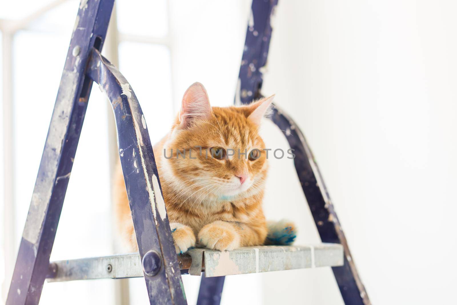 Repair, painting the walls, the cat sits on the stepladder. Funny picture.