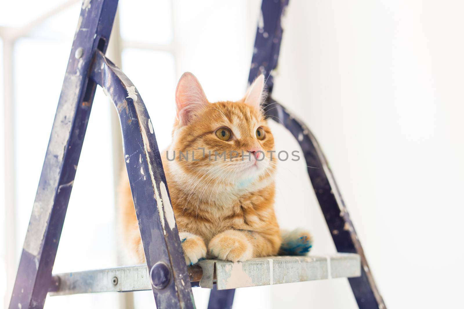 Repair, painting the walls, the cat sits on the stepladder. Funny picture.