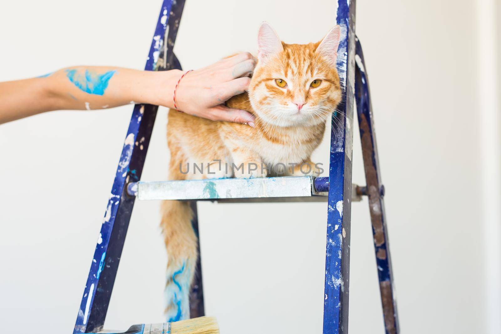 Repair, painting the walls, the cat sits on the stepladder. Funny picture.