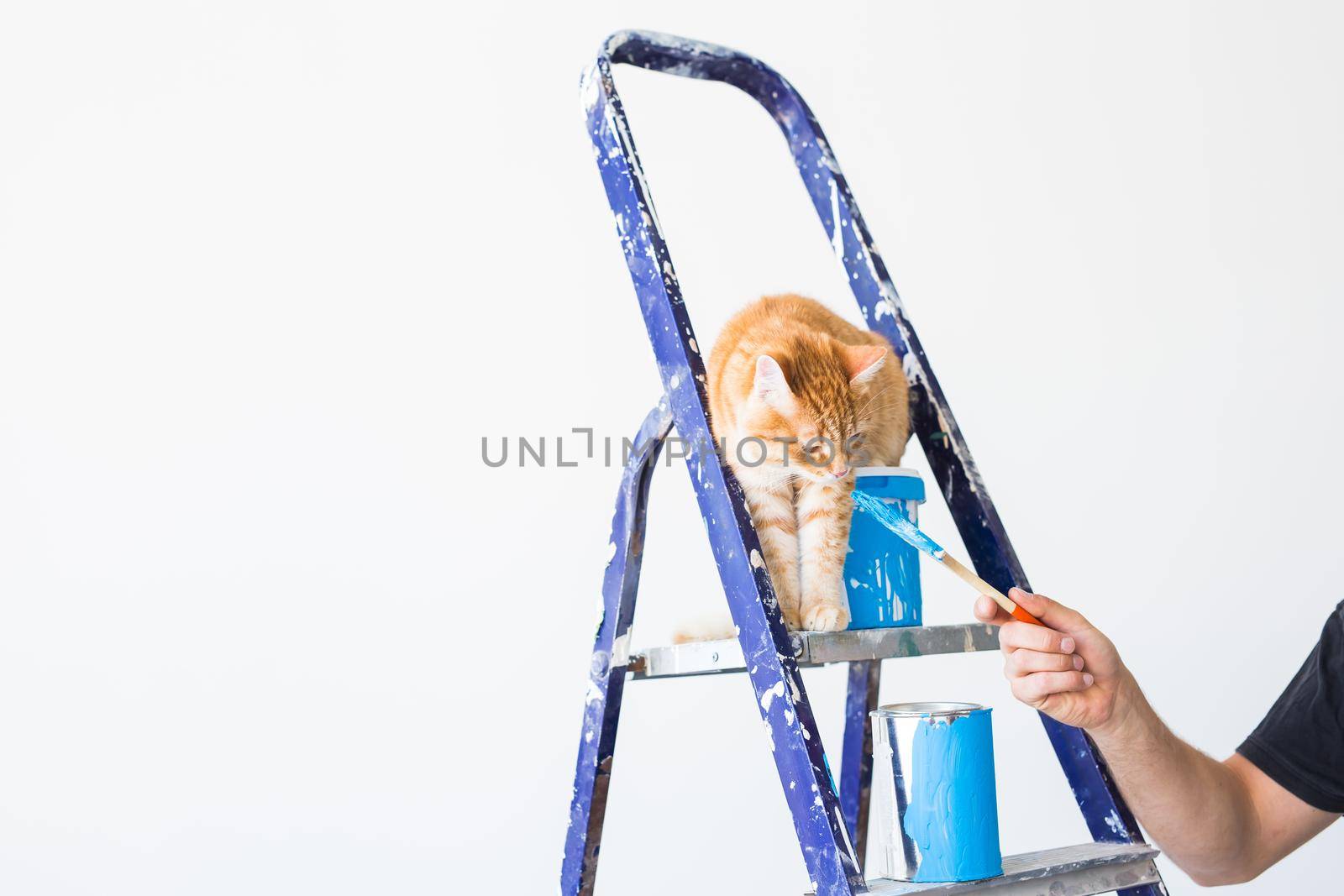 Repair, painting the walls, the cat sits on the stepladder. Funny picture with copy space by Satura86