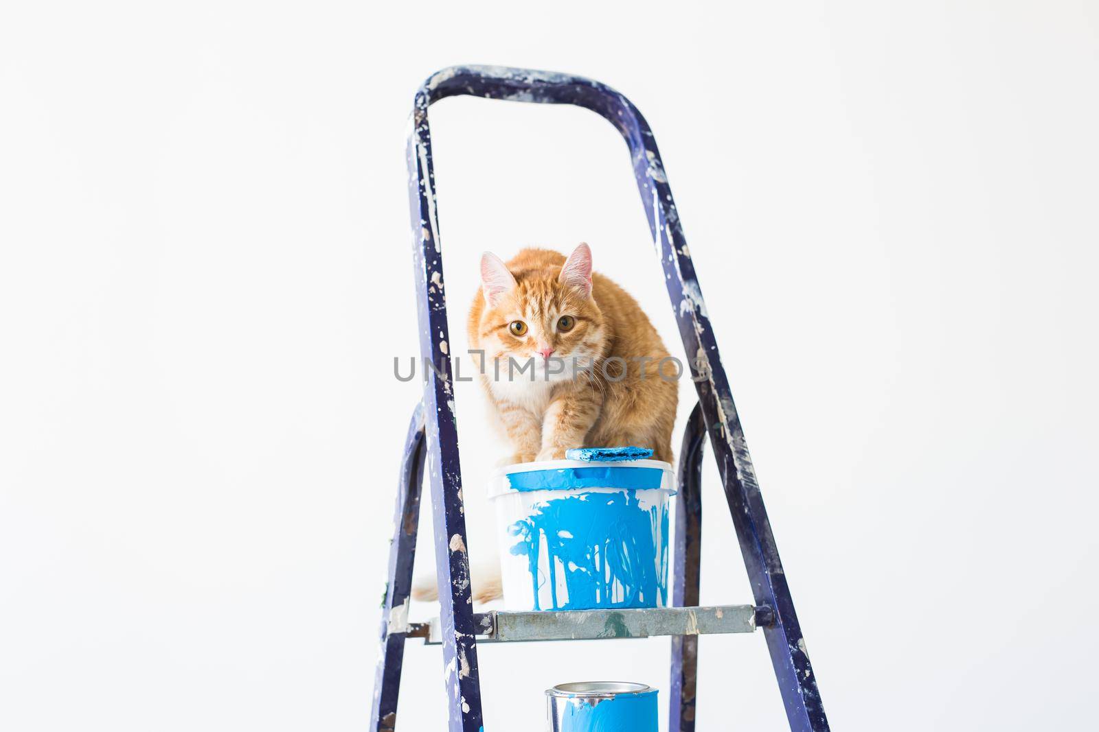 Repair, painting the walls, the cat sits on the stepladder. Funny picture.