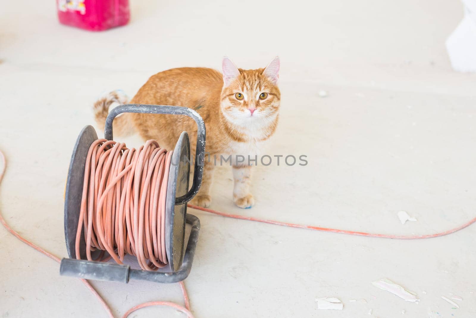 Renovation, repair and pet concept - Cute ginger cat sitting on the floor during redecoration.