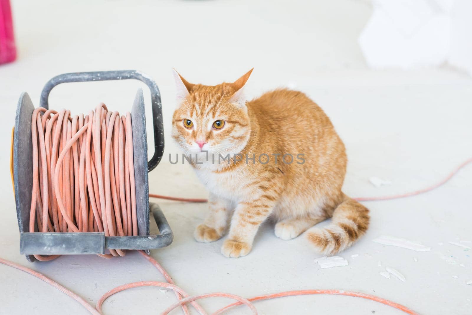 Renovation, repair and pet concept - Cute ginger cat sitting on the floor during redecoration.