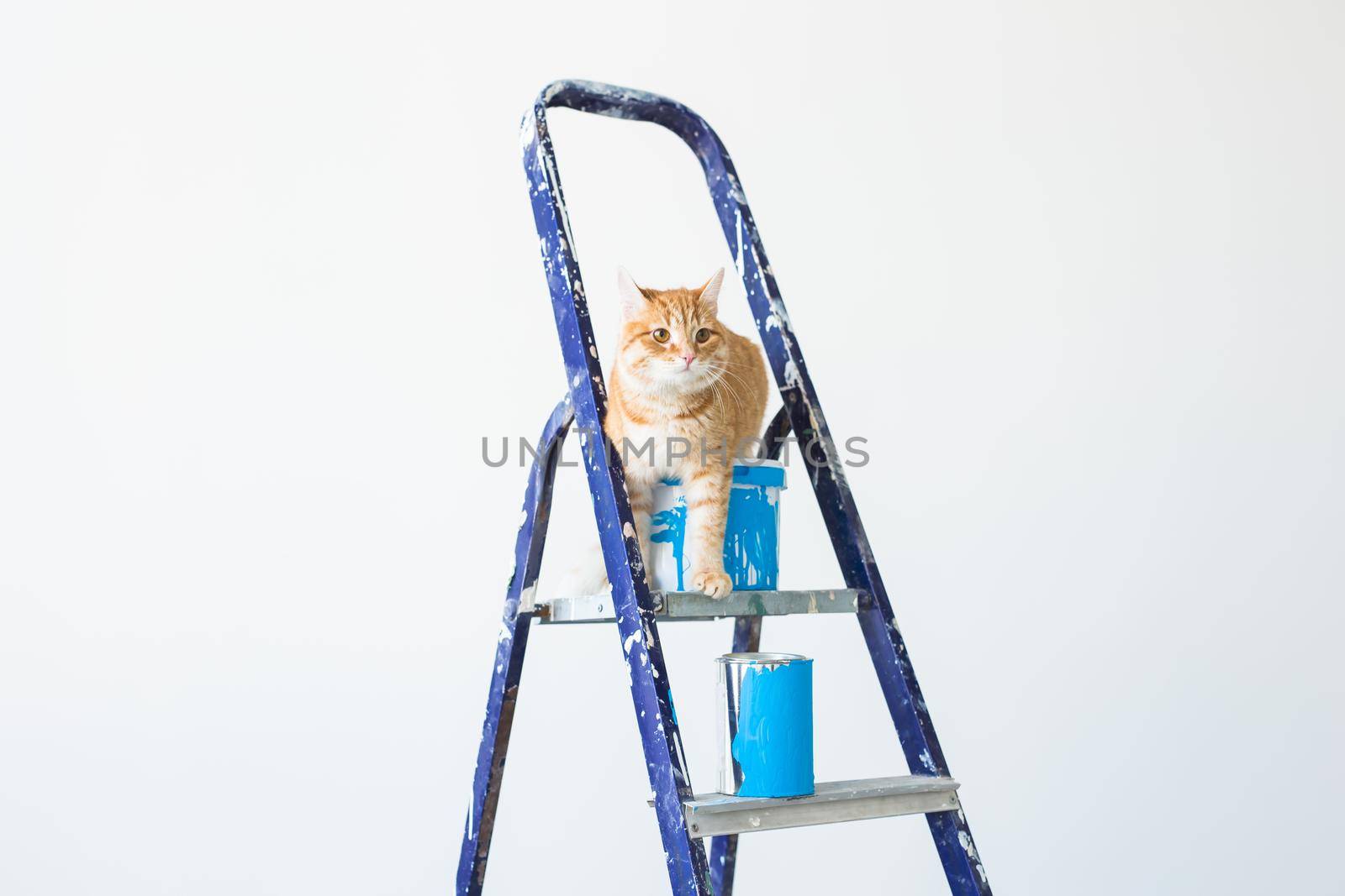 Repair, painting the walls, the cat sits on the stepladder. Funny picture.