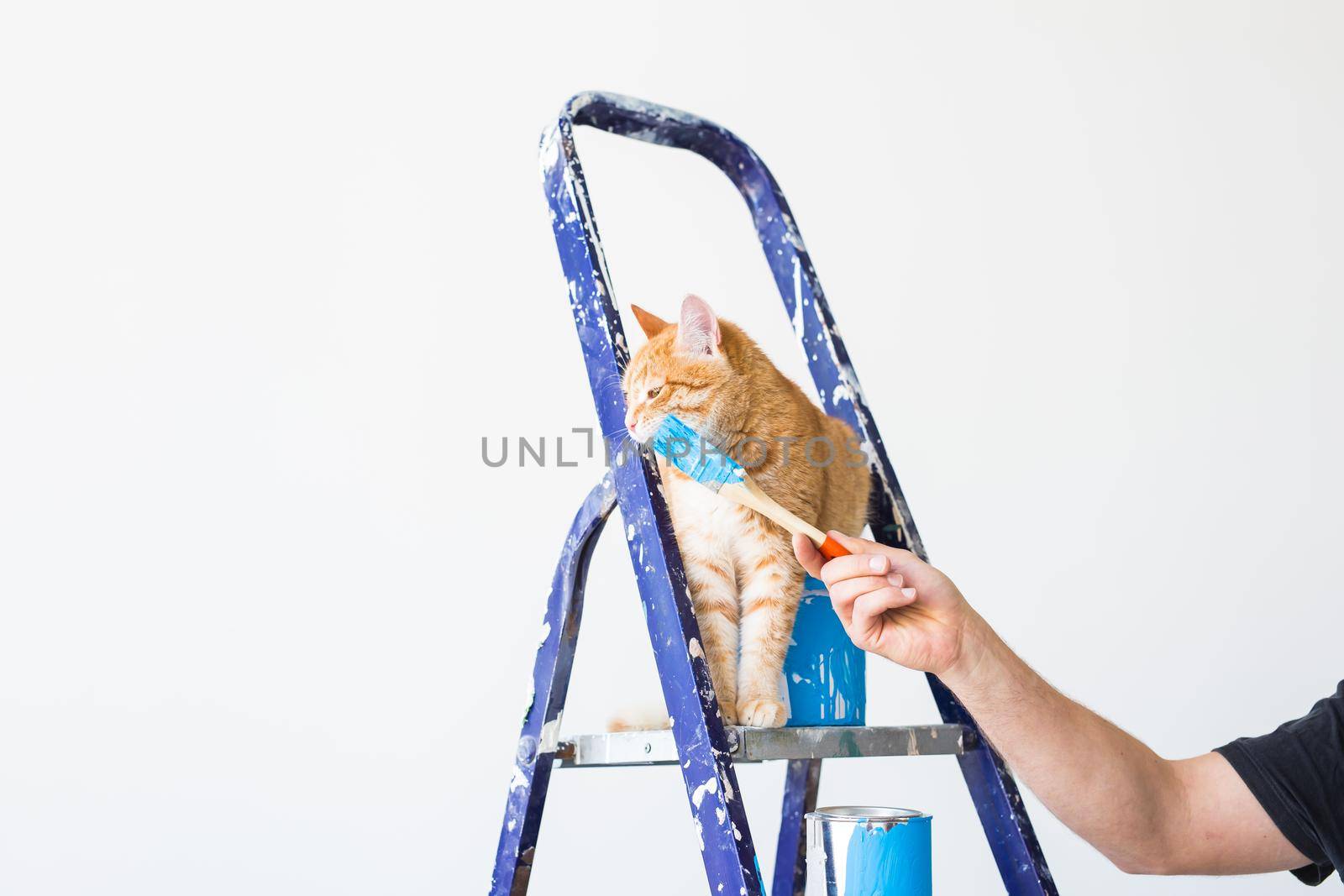 Repair, painting the walls, the cat sits on the stepladder. Funny picture.