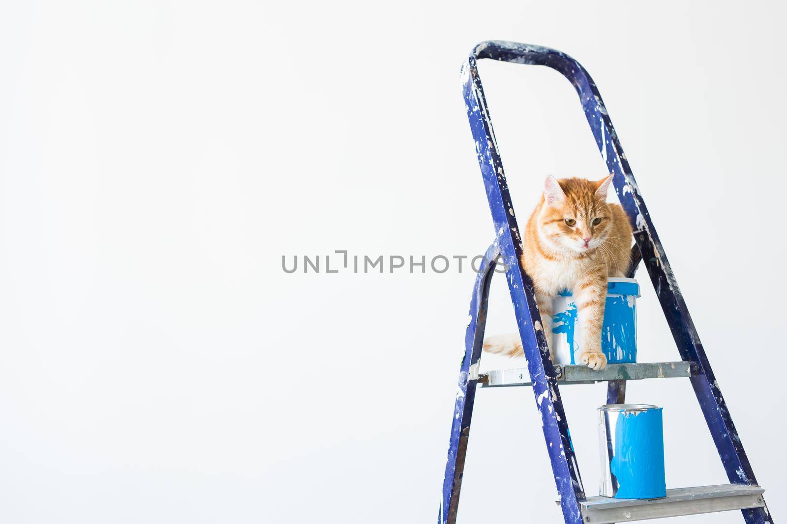 Repair, painting the walls, the cat sits on the stepladder. Funny picture with copy space by Satura86