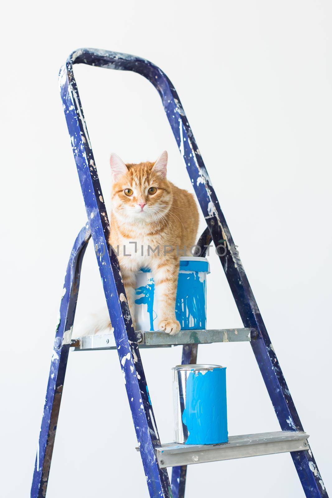 Repair, painting the walls, the cat sits on the stepladder. Funny picture.