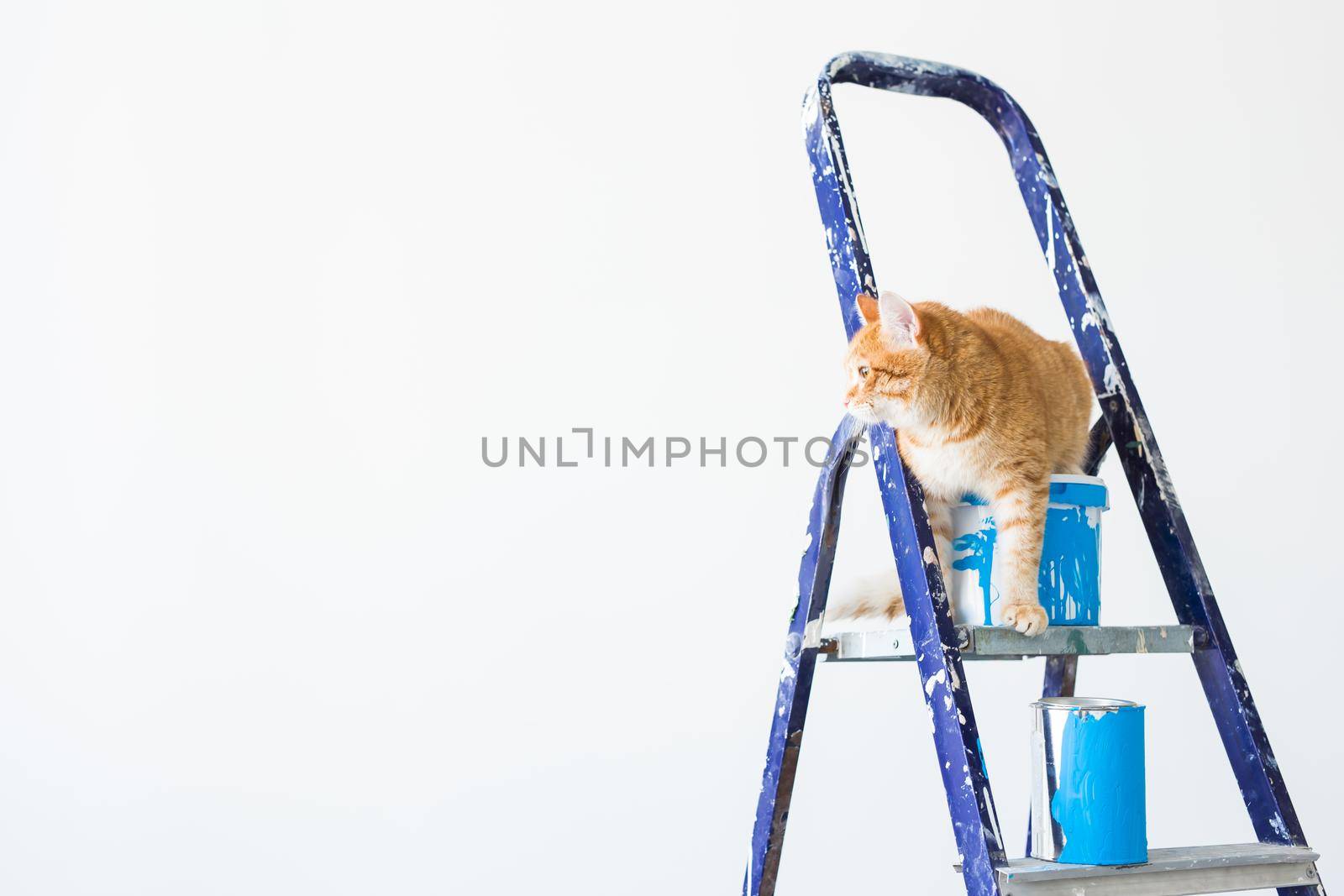 Repair, painting the walls, the cat sits on the stepladder. Funny picture.