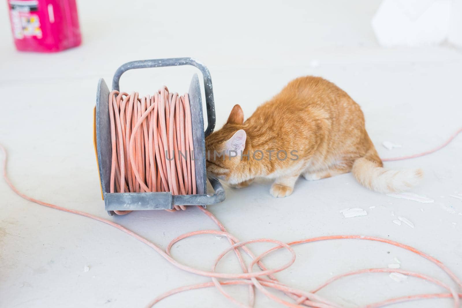 Renovation, repair and pet concept - Cute ginger cat sitting on the floor during redecoration.