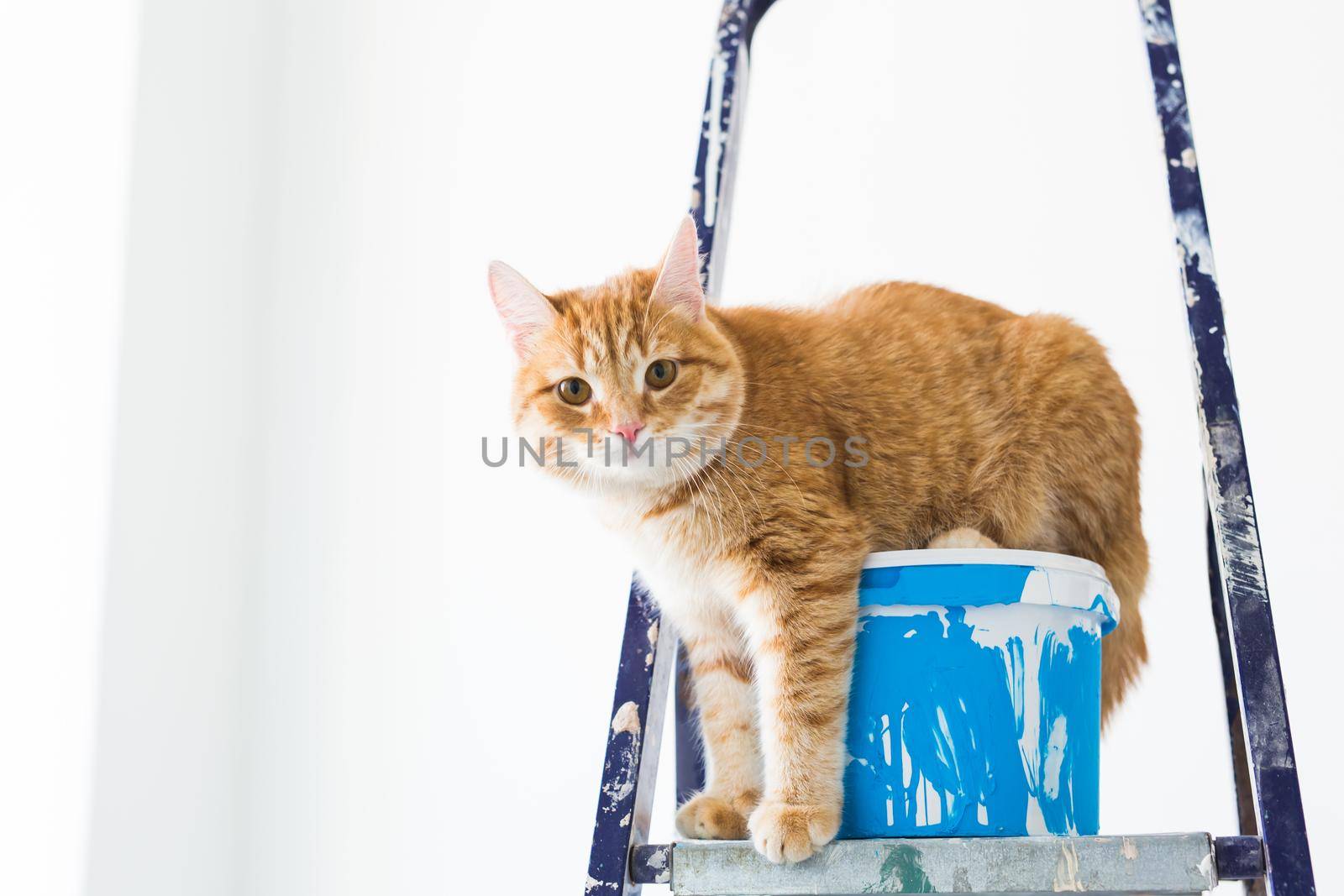 Repair, painting the walls, the cat sits on the stepladder. Funny picture.