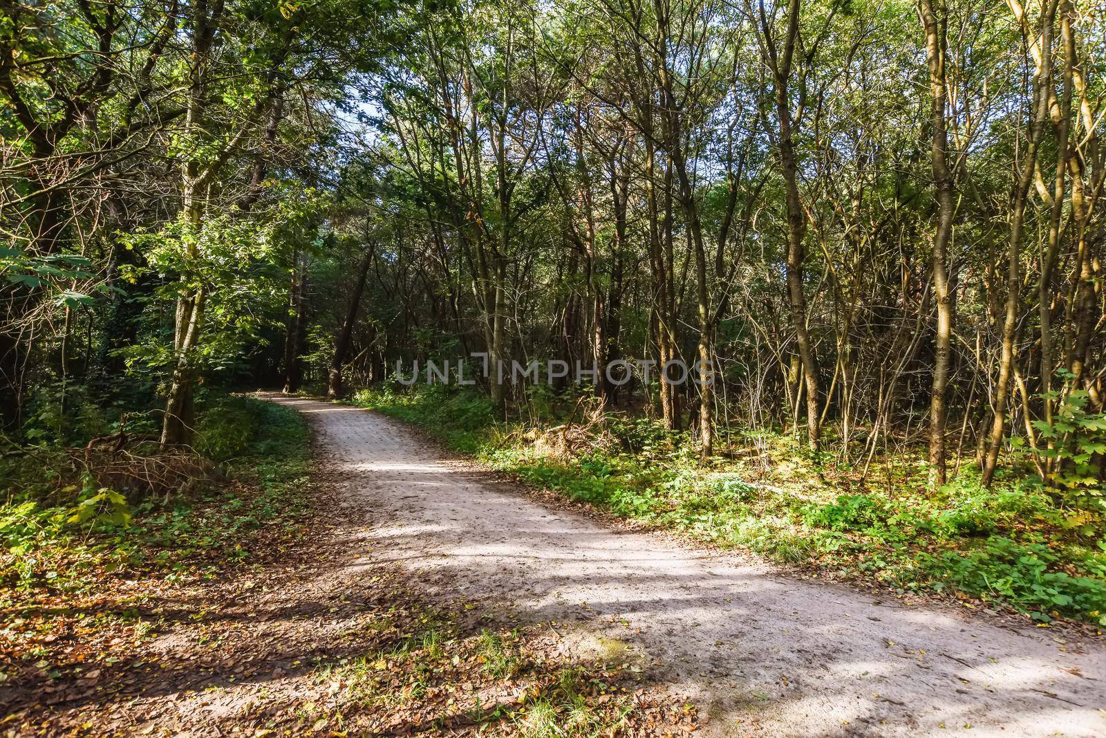 Path to the forest with pretty trees