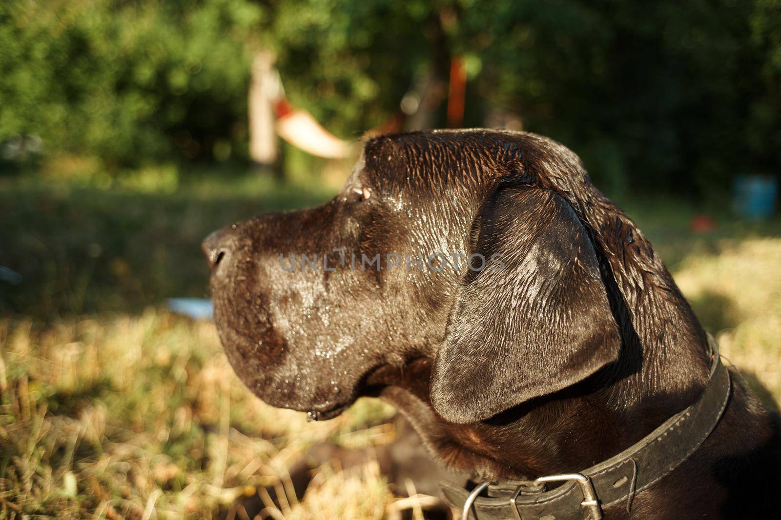 large purebred black dog outdoors in the field pets. High quality photo