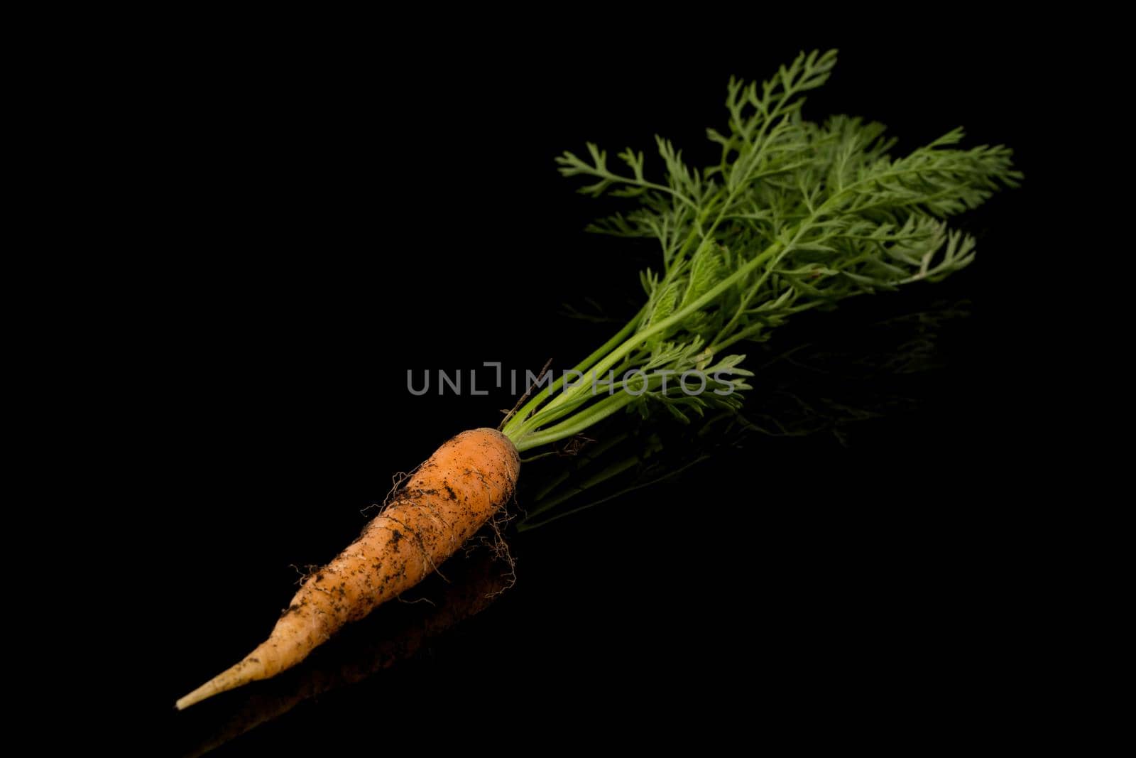 freshly picked carrot isolated on black background with reflection