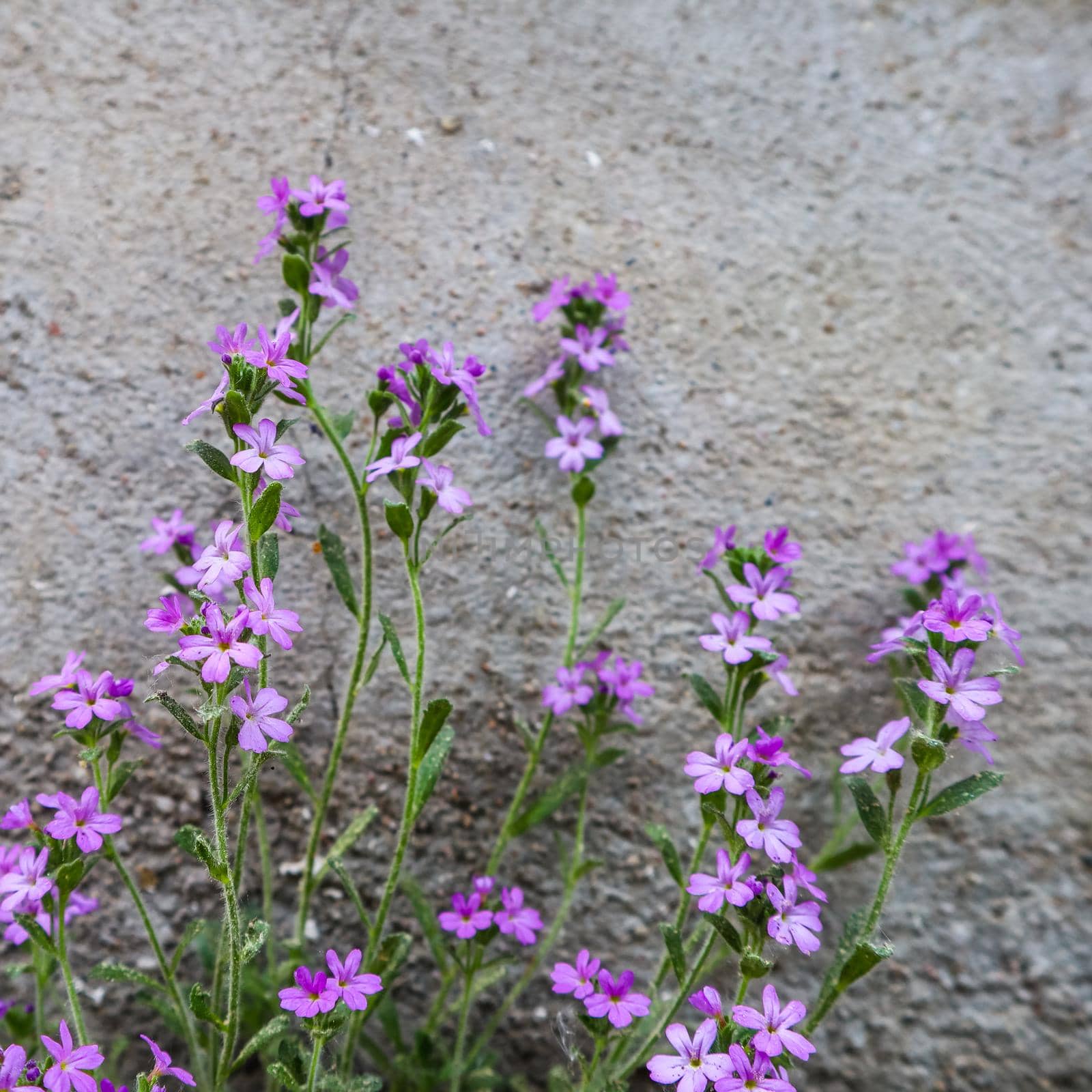 Small purple flowers near concrete wall of the house. Floral background