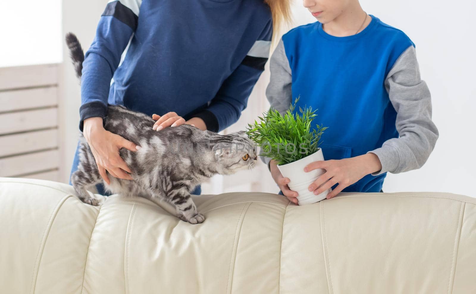 Young cute mother and son are happy about the move to new house holding a lop-eared scottish cat and a pot of greens in their hands. Concept of housewarming and family space extensions