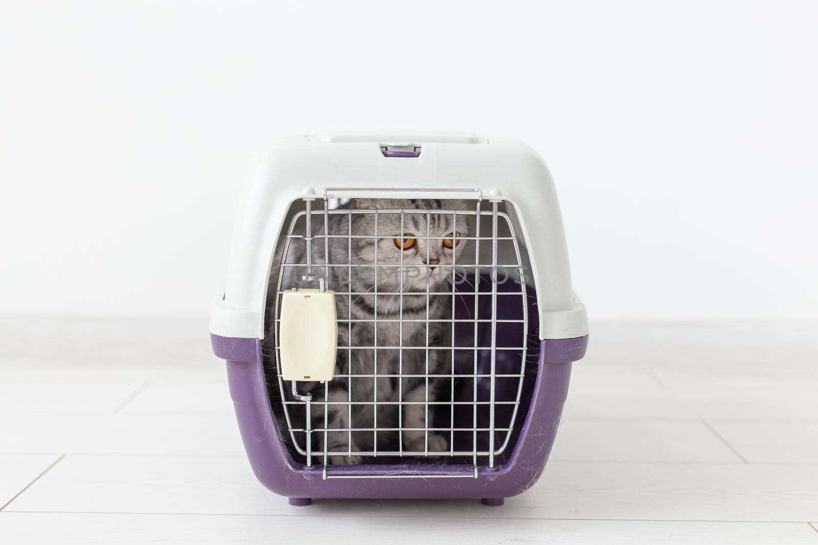 travel with cat - gray scottish fold cat in a carry box on white background by Satura86