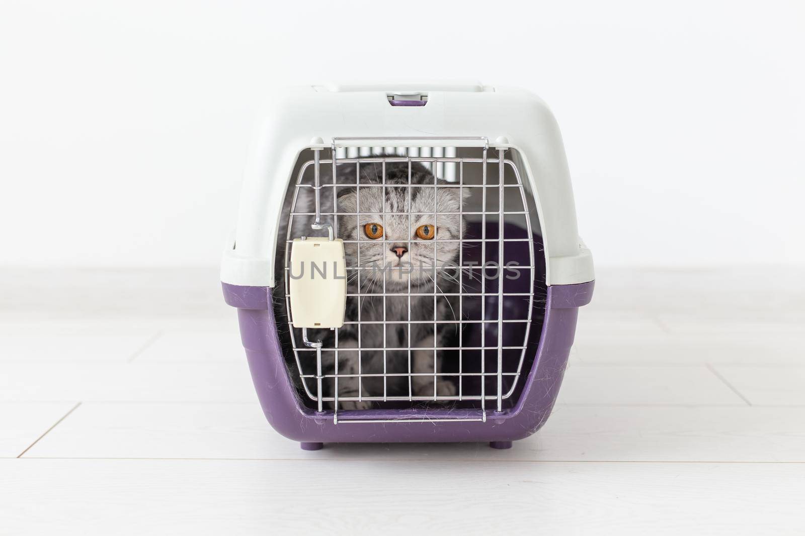 travel with cat - gray scottish fold cat in a carry box on white background.