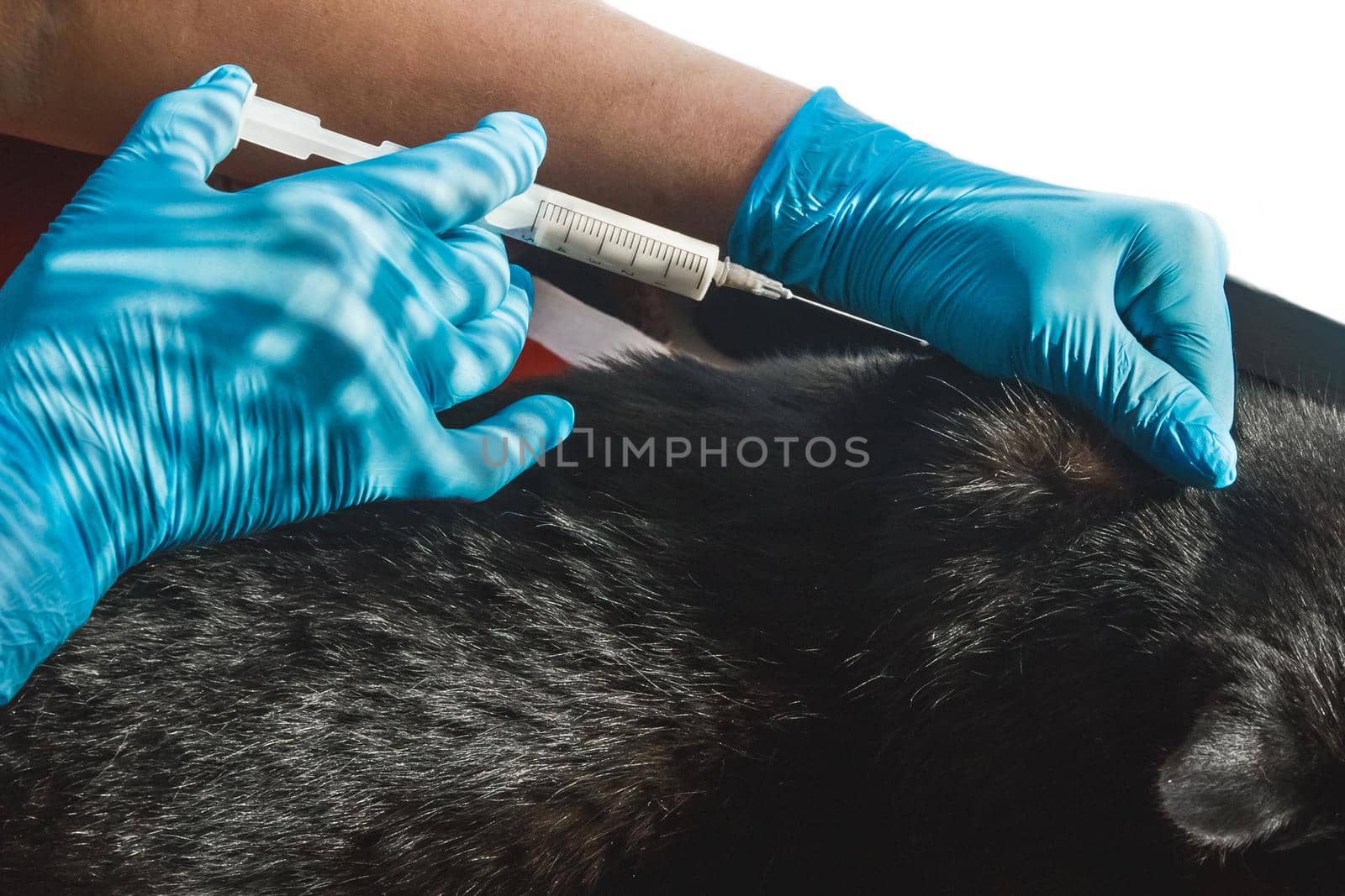 Veterinarian doctor in medical latex gloves giving an injection to an unhealthy black cat.