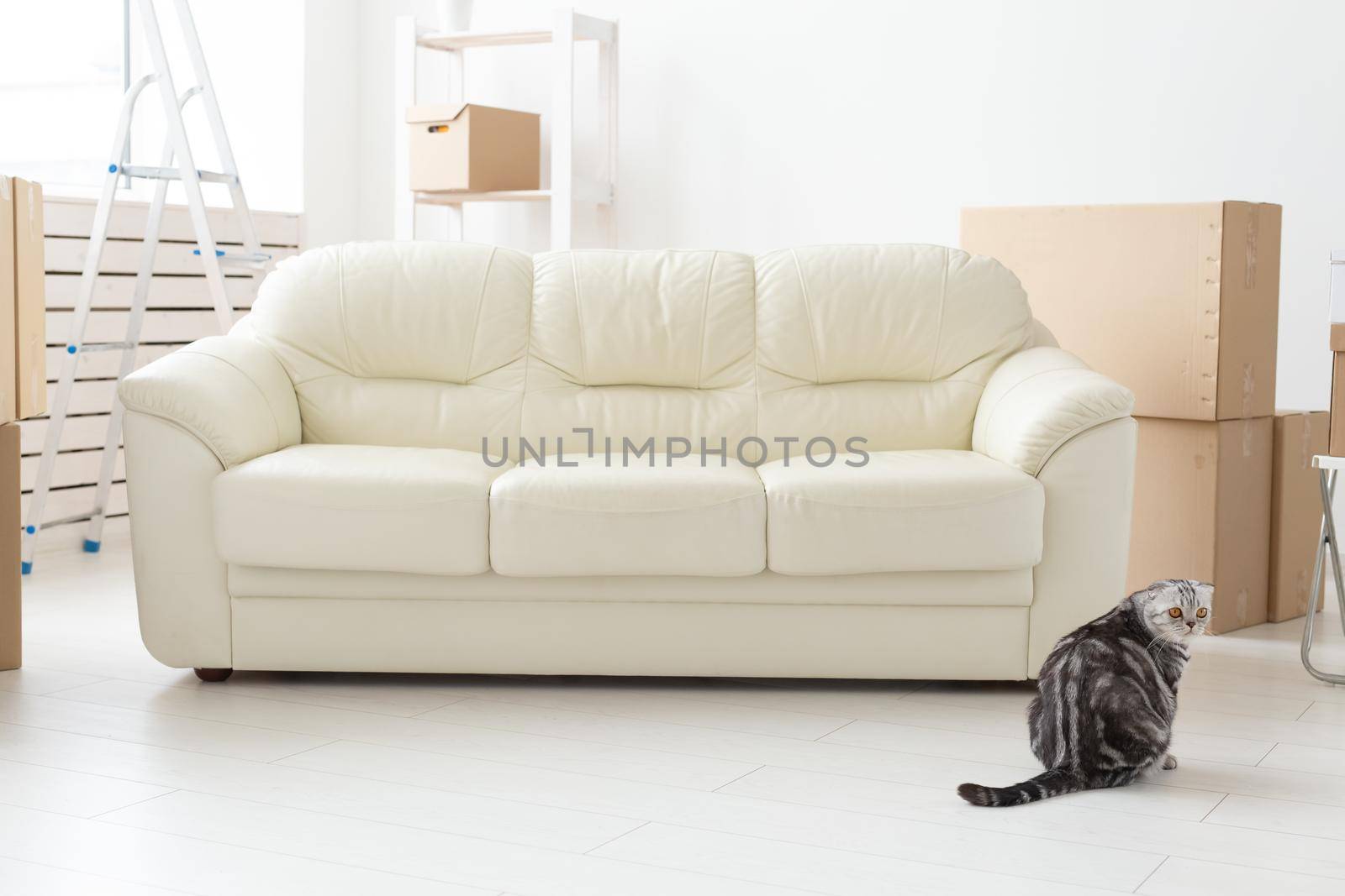 Beautiful gray scottish fold cat sits near a new empty sofa while moving to a new apartment. Concept of housewarming and good tradition with a cat