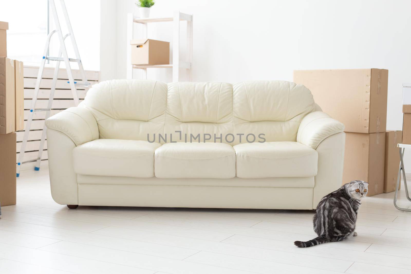 Beautiful gray scottish fold cat sits near a new empty sofa while moving to a new apartment. Concept of housewarming and good tradition with a cat. by Satura86