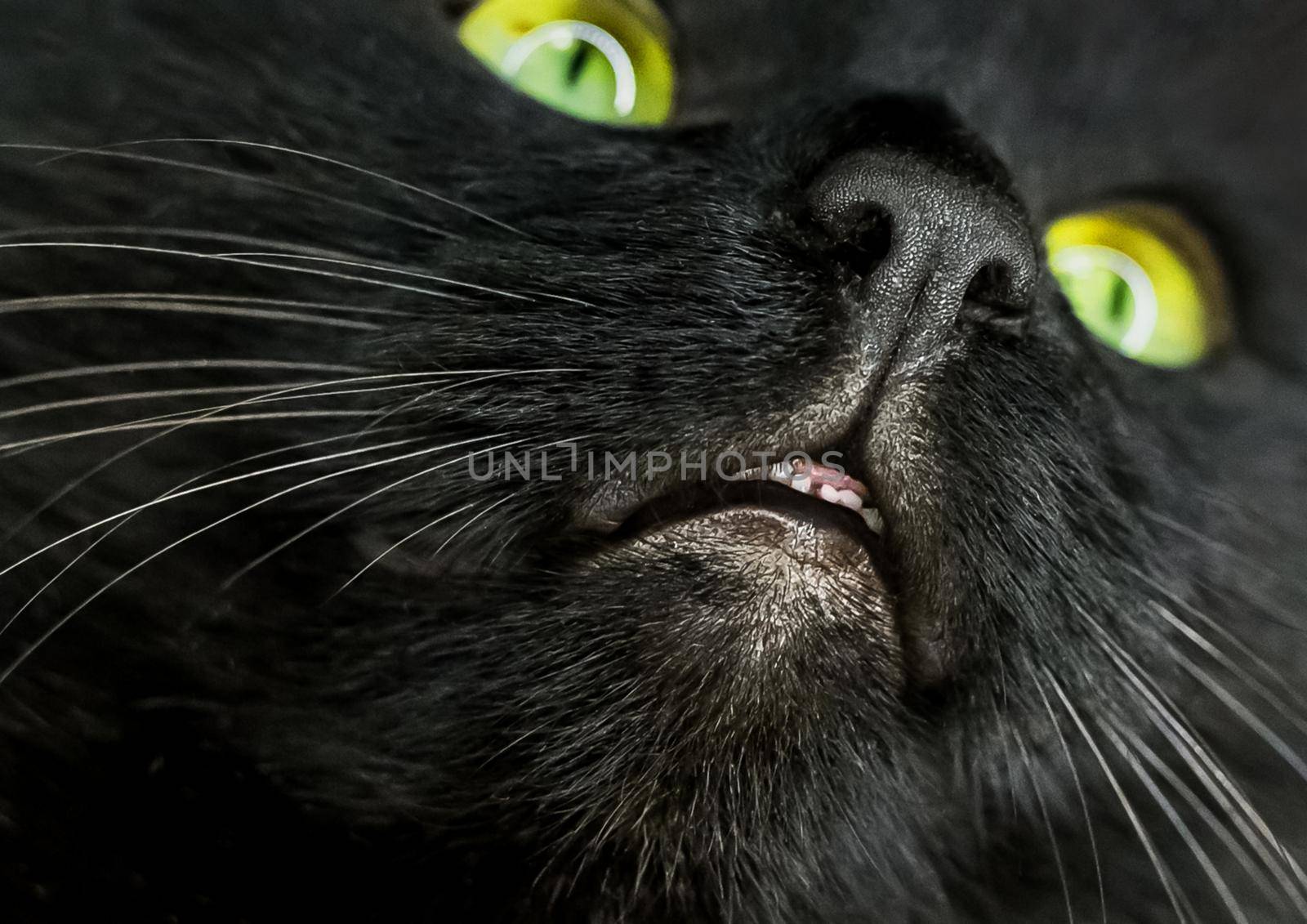 Black cat muzzle close-up with bright yellow-green eyes and round highlights by AYDO8