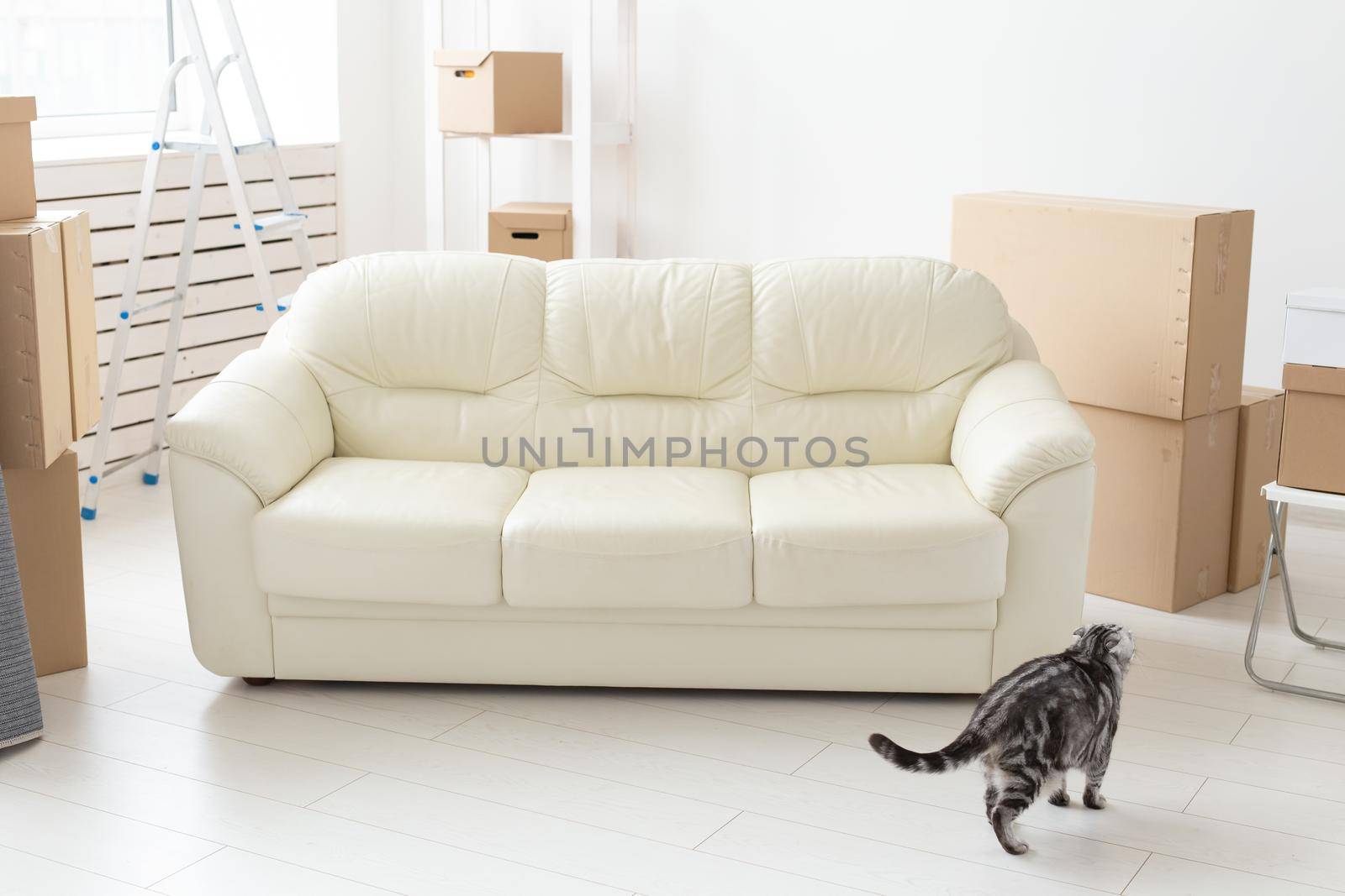 Beautiful gray scottish fold cat sits near a new empty sofa while moving to a new apartment. Concept of housewarming and good tradition with a cat. by Satura86