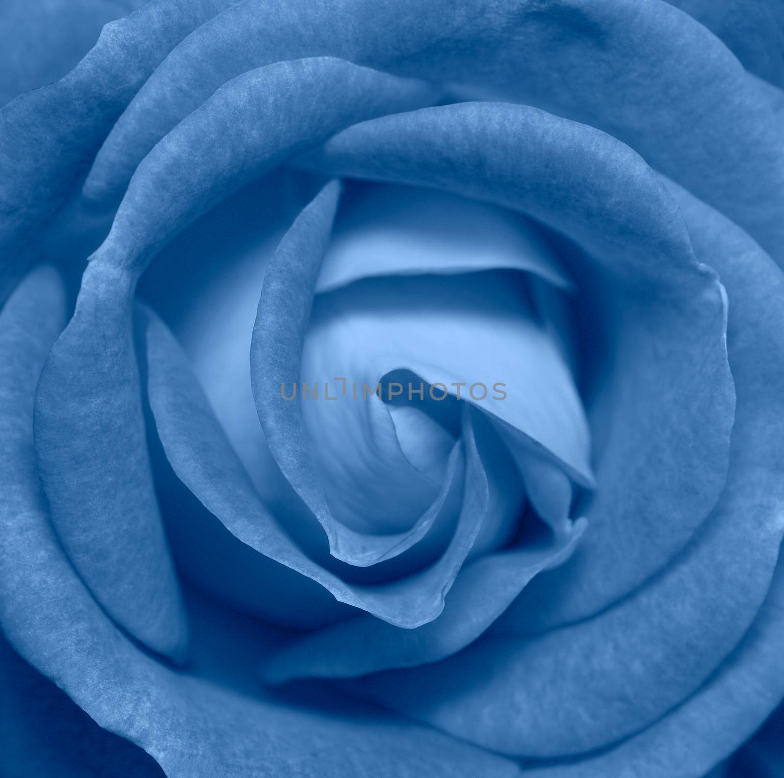 Classic blue Rose flower head close up. Top view, deep focus. Petals of a rose close up view. Trendy Banner with color of the year 2020