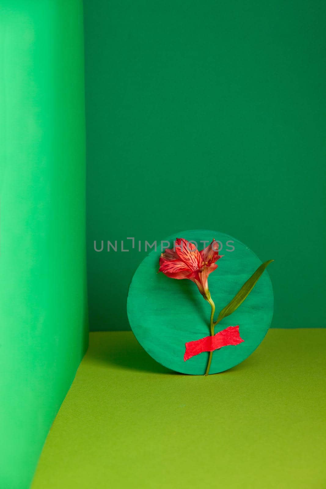 Gentle Peruvian lily flower attached to round board in green studio