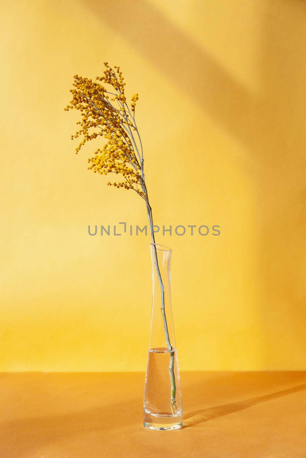 Twig with flowers placed in glass vase with clean water against yellow background