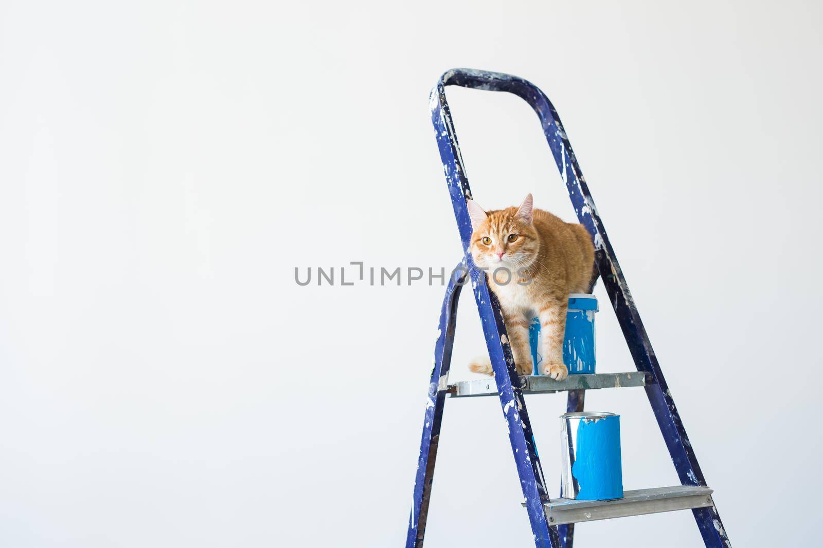 Repair, painting the walls, the cat sits on the stepladder. Funny picture.