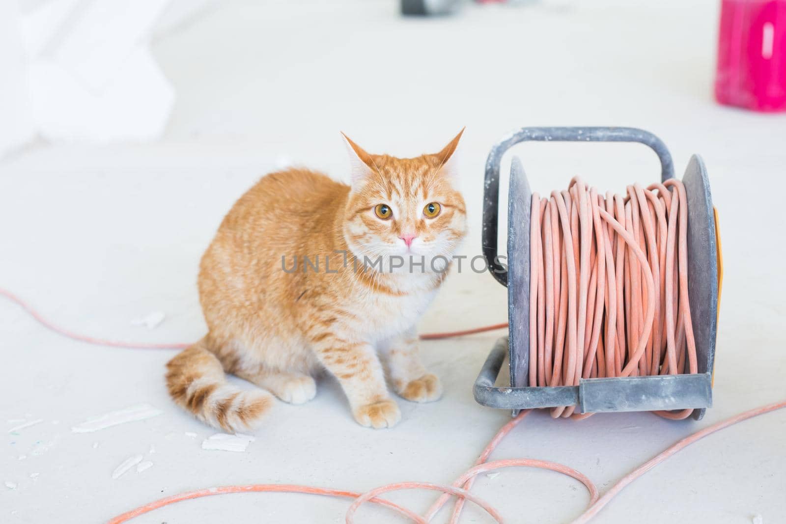 Renovation, repair and pet concept - Cute ginger cat sitting on the floor during redecoration by Satura86