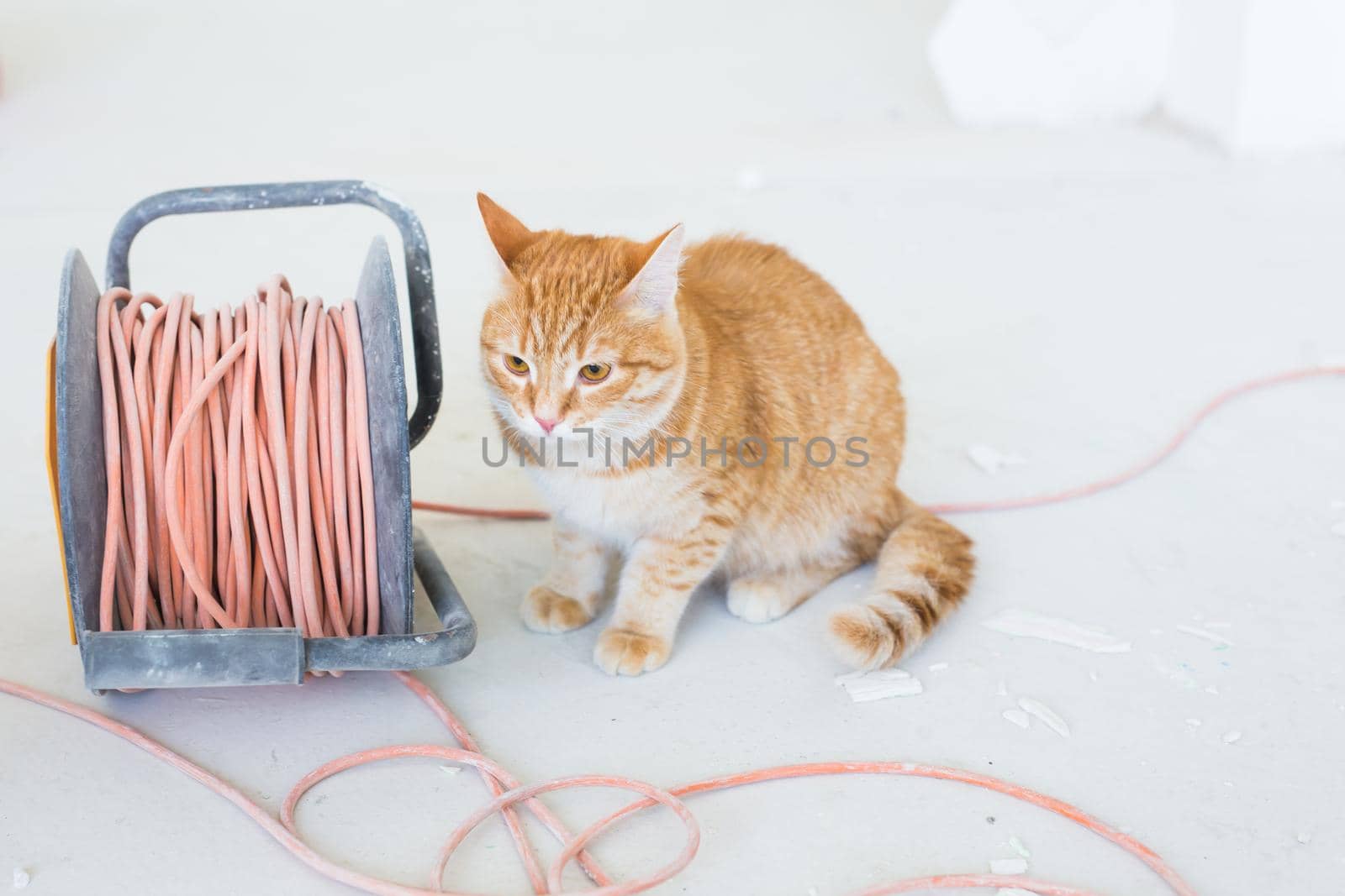 Renovation, repair and pet concept - Cute ginger cat sitting on the floor during redecoration.