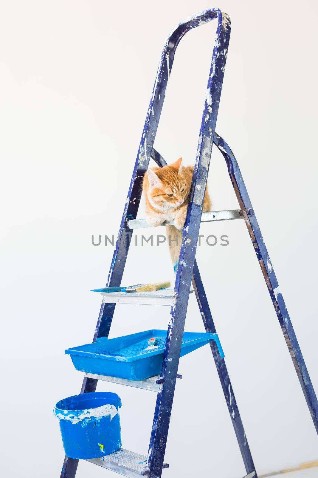 Repair, painting the walls, the cat sits on the stepladder. Funny picture.