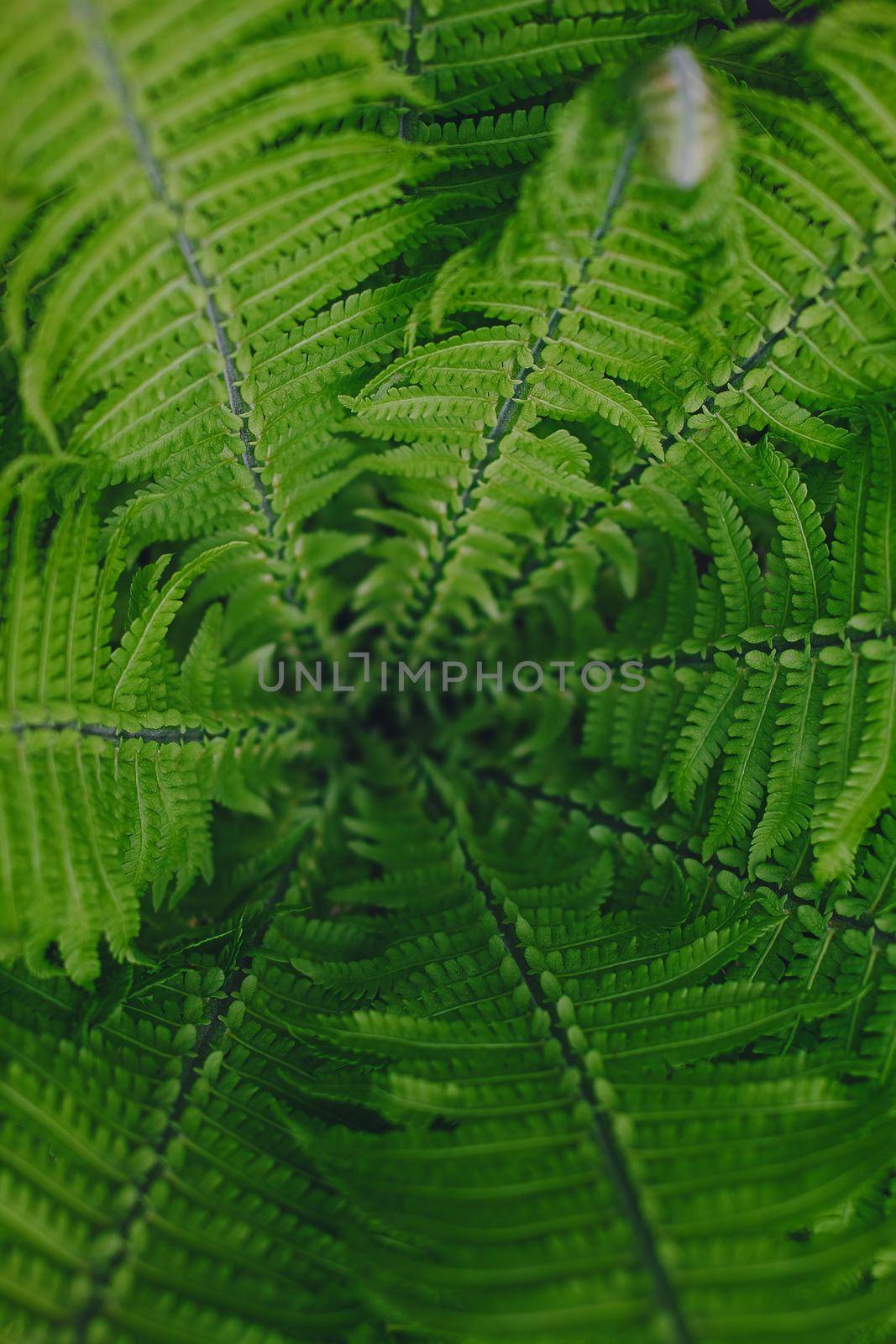Perfect natural fern pattern. Beautiful background made with young green fern leaves.