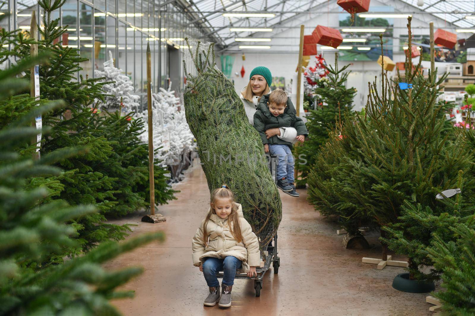 Mother and children choose a Christmas tree at a market. by Godi