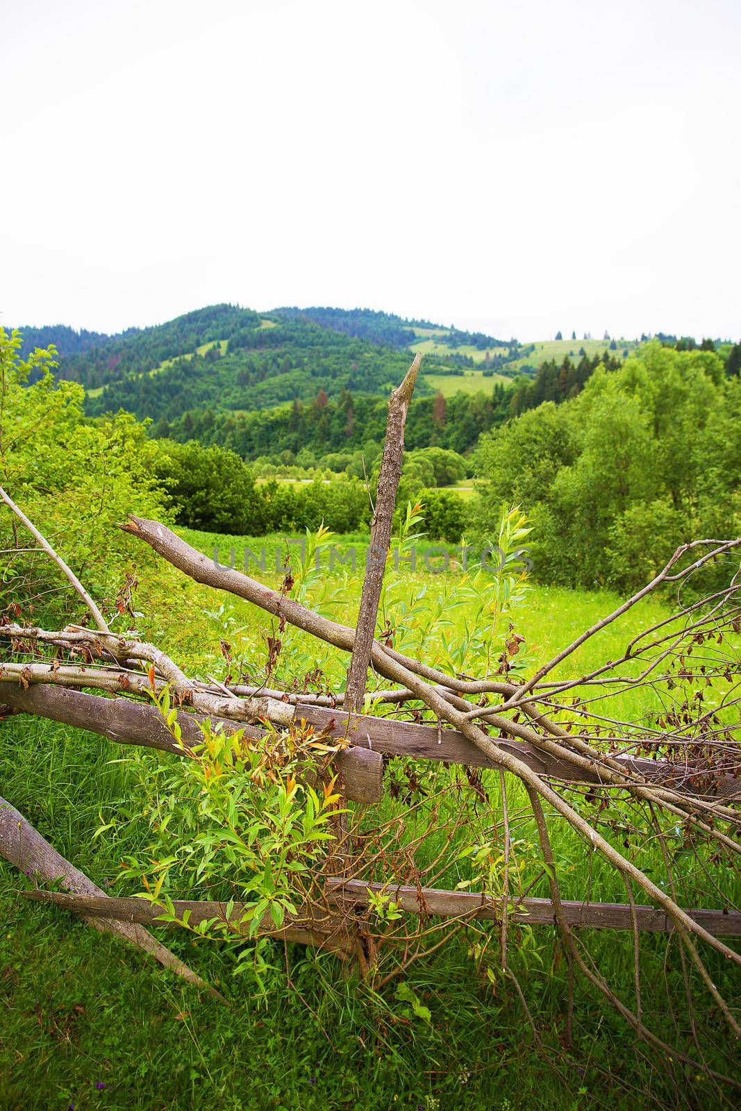 Carpathian nature in summer by sfinks