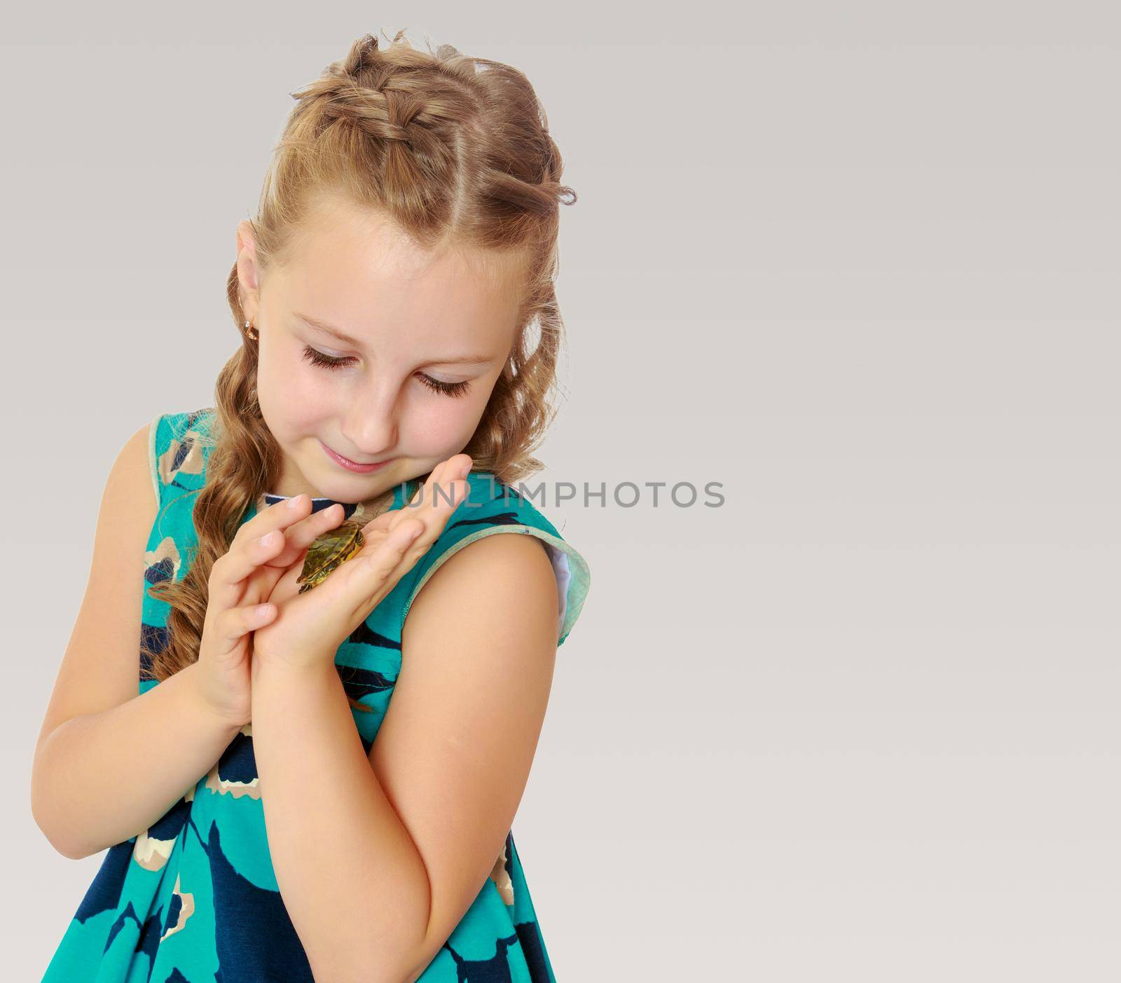 On a gray background.Attentive little girl looking at in the palms of a small turtle. Closeup.