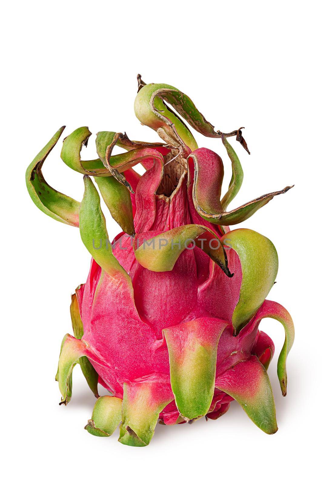 Dragon fruit vertically isolated on white background