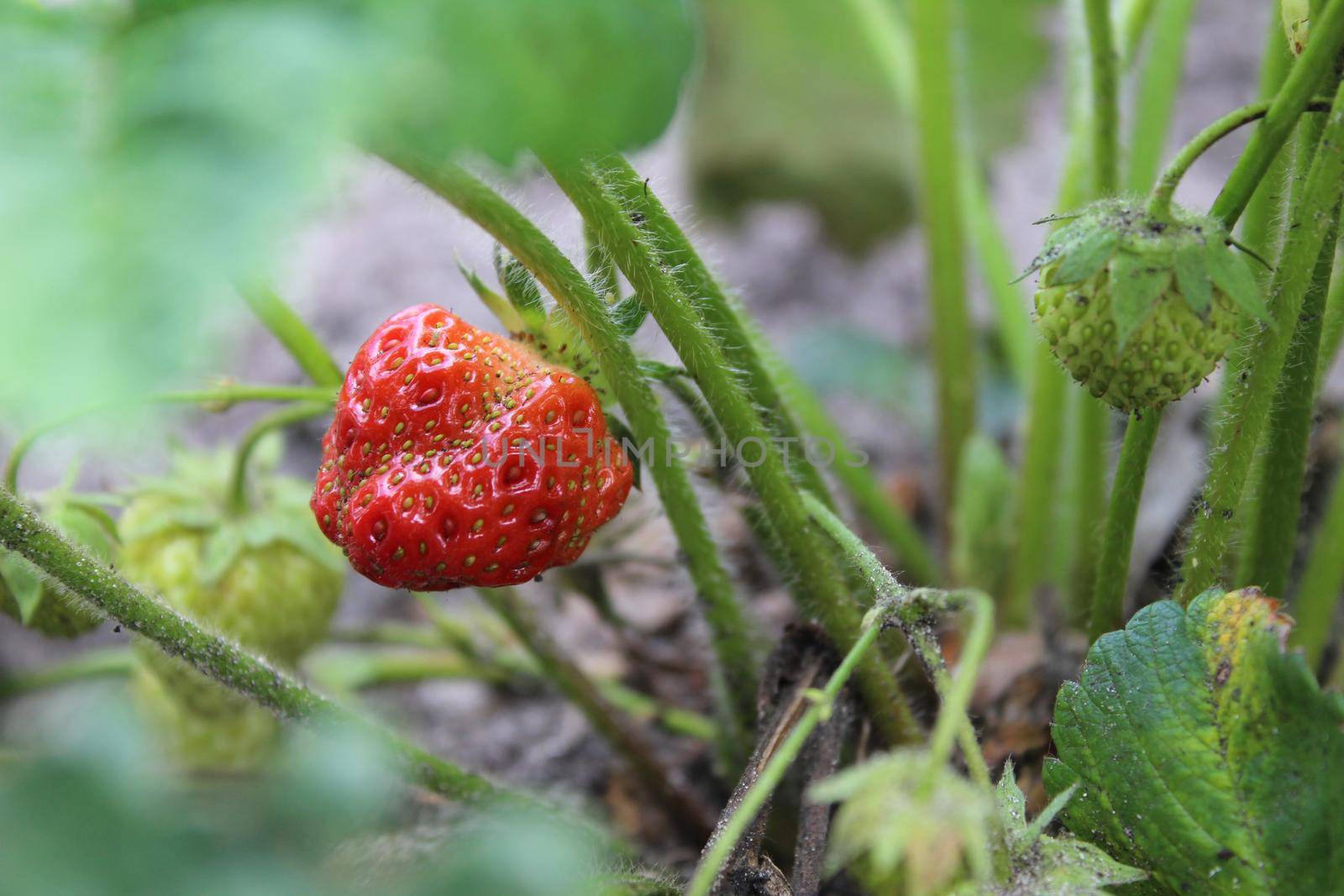 ugly ugly strawberry berries grow on the bush. summer. Berry seon. Collecting strawberries.