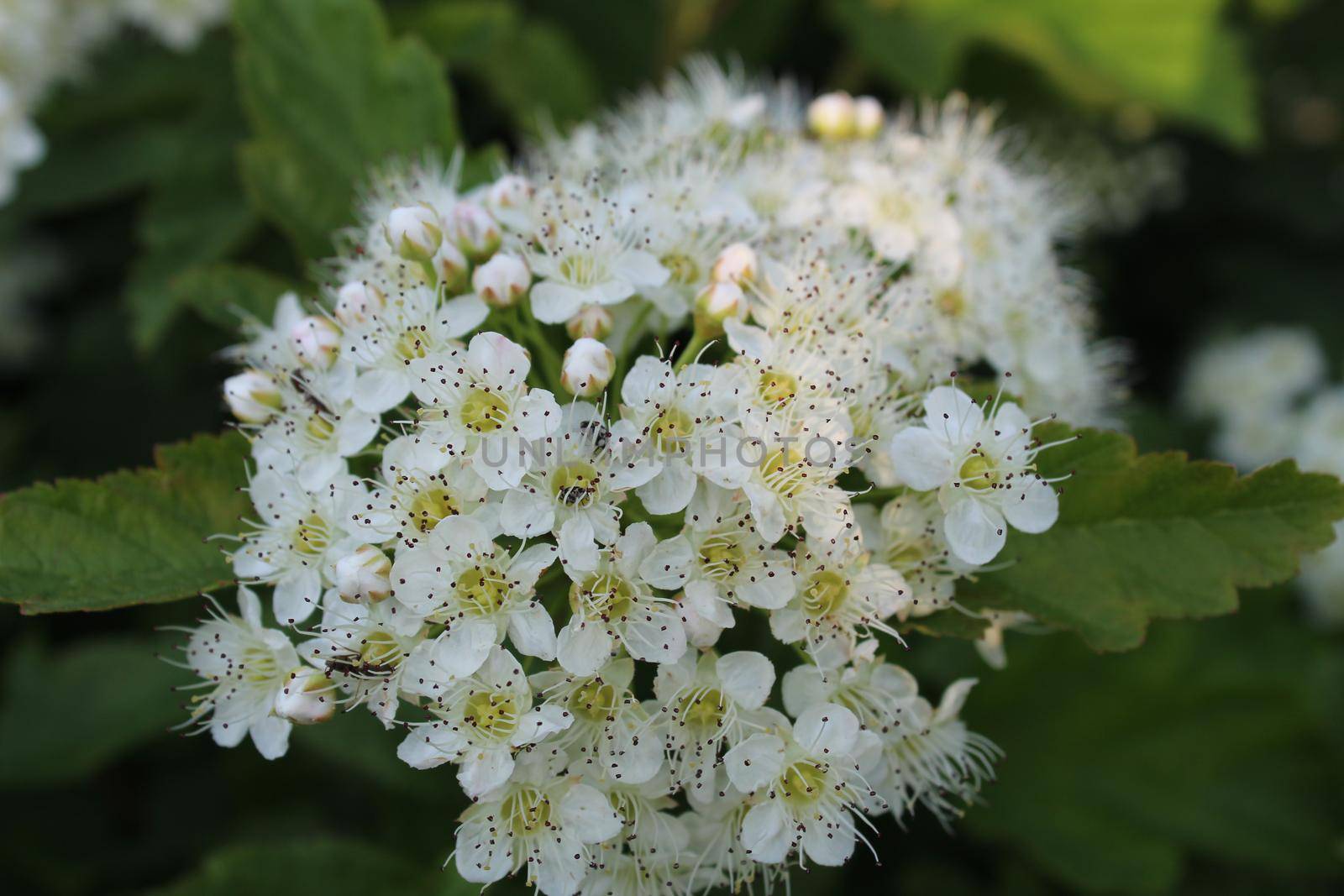 small white elderflower flowers a large plae on a green background of leaves with a place for text.