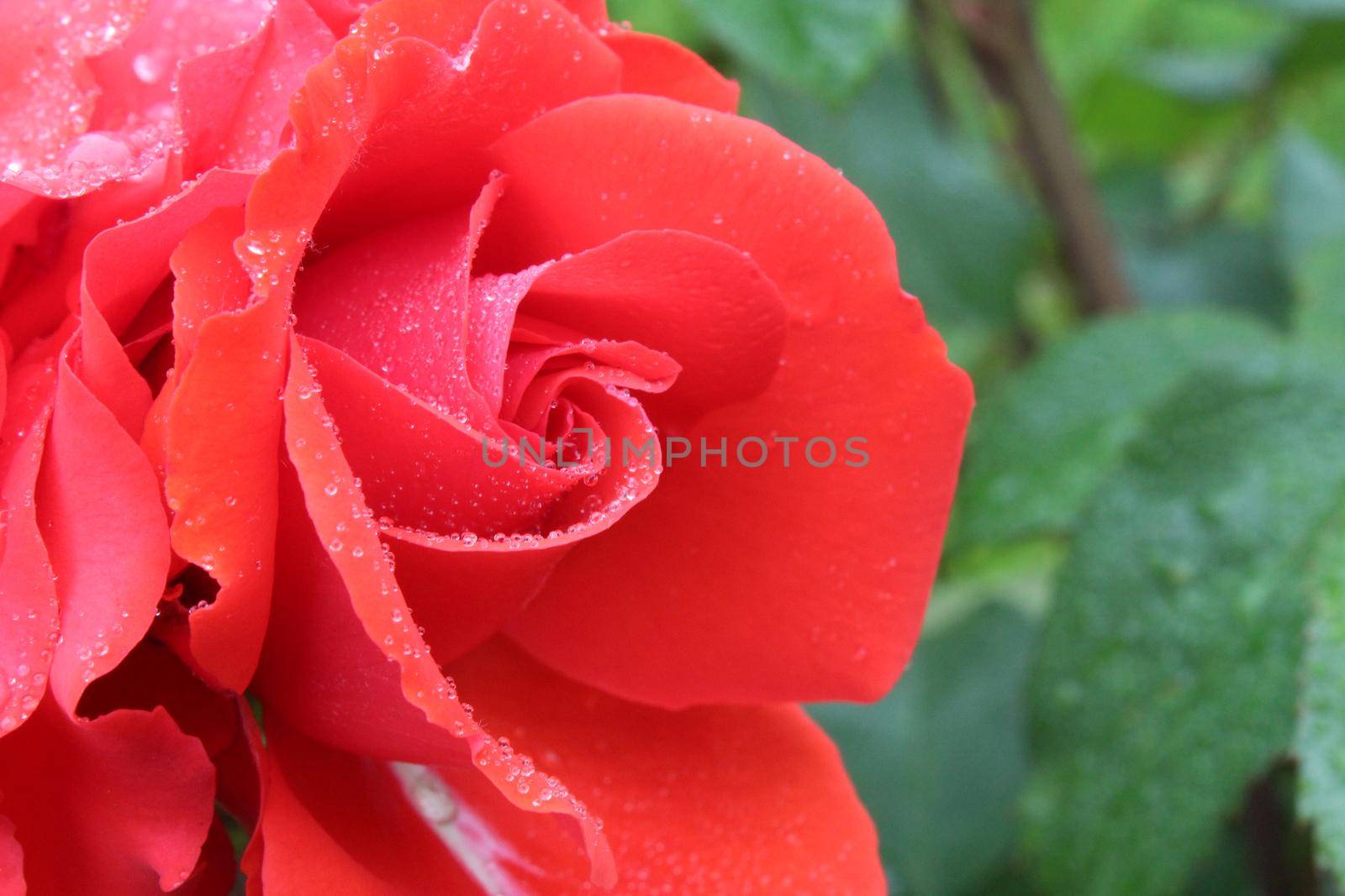 coral pink rose with drops of rain dew close-up on a eleous background. There are a penny of the copyspace.