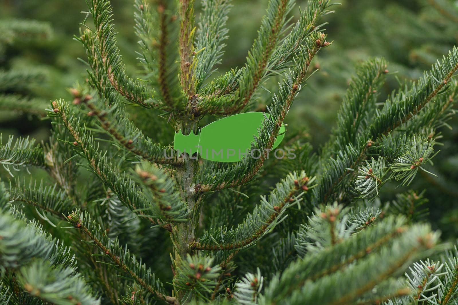 Christmas trees for sale at a market