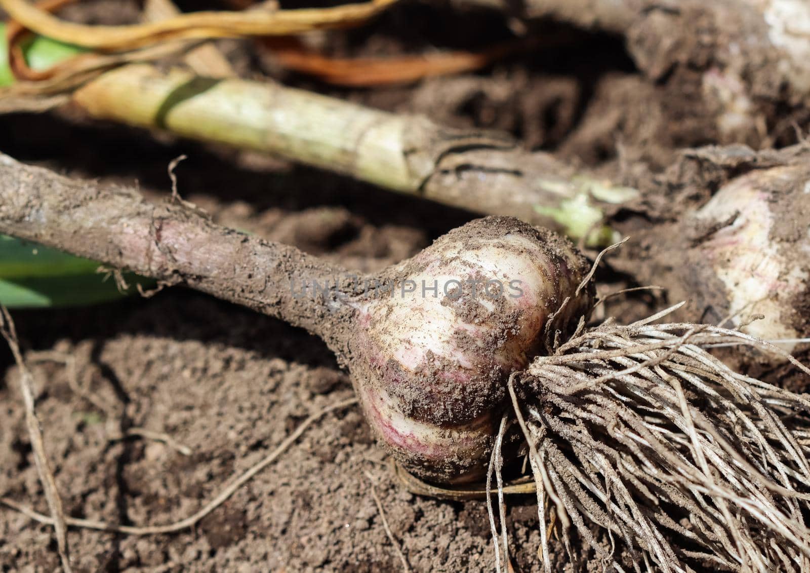 Harvesting garlic in the garden. Harvest concept