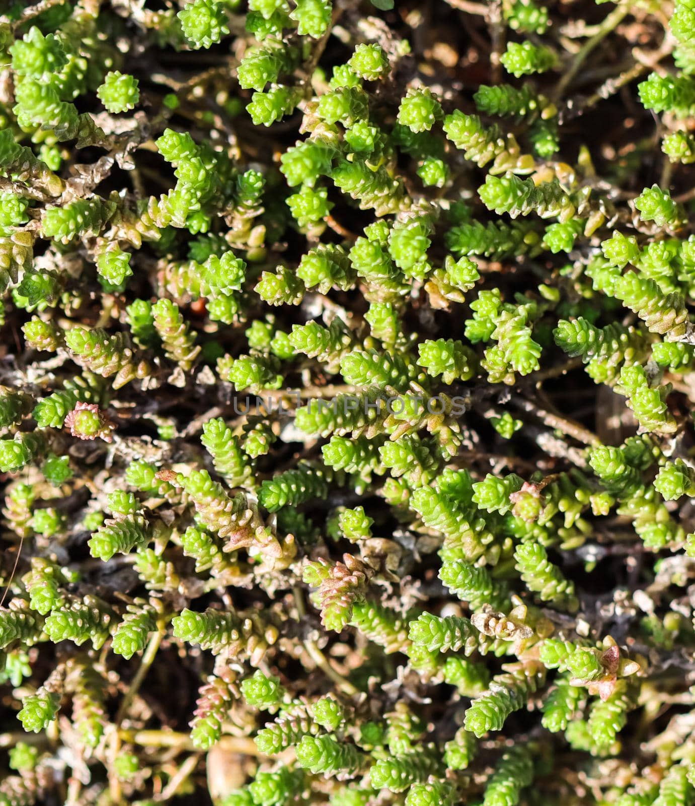 Green background with small sedum succulents in the garden. Nature backdrop, botanical concept