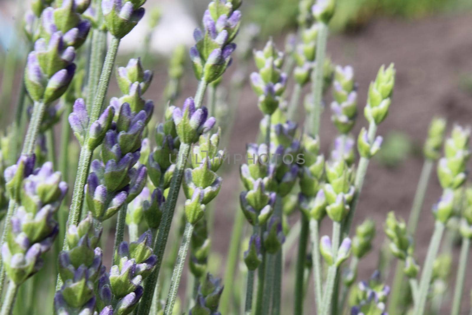 lavender with small purple flowers. Aromatherapy. Medicinal herbs. A bouquet of lavender. Collecting grass.